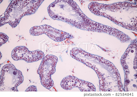 Anatomy and Histological Ovary and Testis human cells under microscope. 82584841