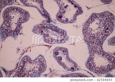 Anatomy and Histological Ovary and Testis human cells under microscope. 82584843