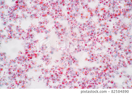 Anatomy and Histological Ovary and Testis human cells under microscope. 82584890