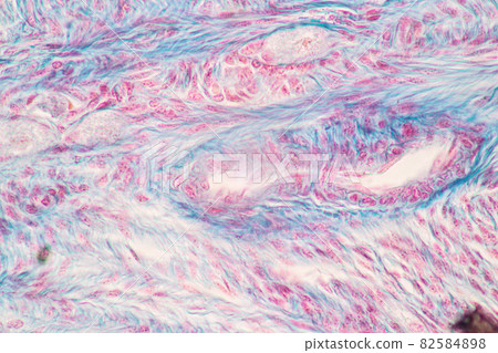 Anatomy and Histological Ovary and Testis human cells under microscope. Anatomy and Histological Ovary and Testis human cells under microscope. 82584898