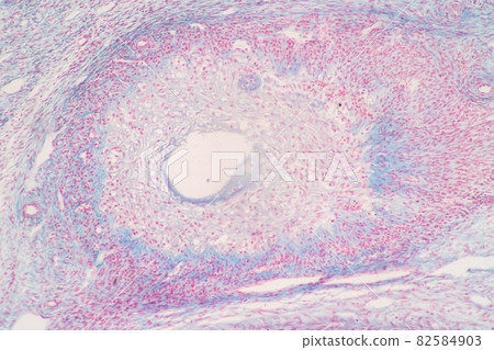 Anatomy and Histological Ovary and Testis human cells under microscope. 82584903