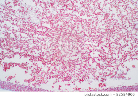 Anatomy and Histological Ovary and Testis human cells under microscope. 82584906