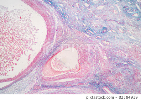 Anatomy and Histological Ovary and Testis human cells under microscope. 82584919