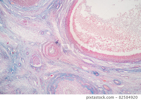 Anatomy and Histological Ovary and Testis human cells under microscope. 82584920