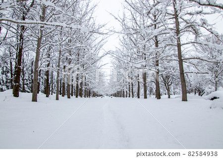 Ginkgo trees with beautiful snow makeup Ginkgo trees with beautiful snow makeup 82584938