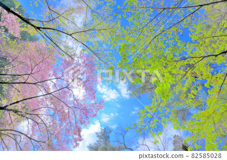 Cherry blossoms and fresh green that grow in the blue sky 82585028