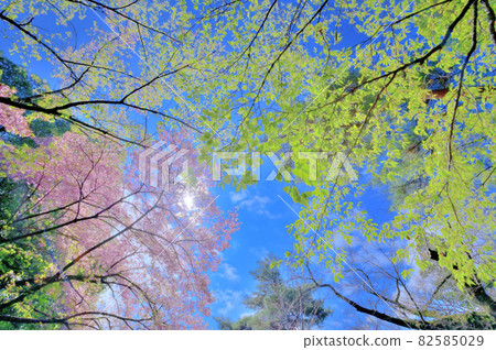 Cherry blossoms and fresh green that grow in the blue sky 82585029