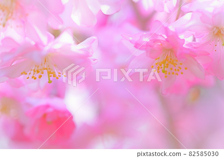 Double cherry blossoms in full bloom 82585030