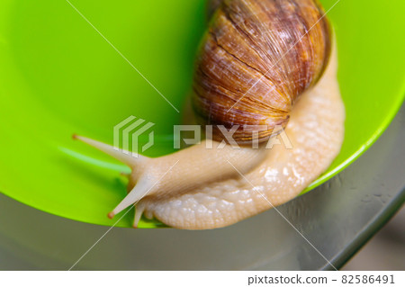 A large white snail glides along the edge of the plate. Large white mollusks crawl slowly. 82586491