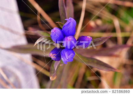 Gentiana triflora ~ Oze ~ 82586860