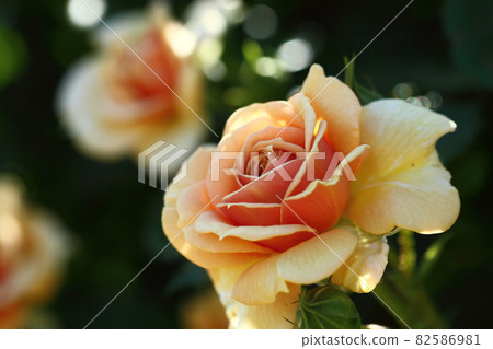 花的女王 花的女王 82586981