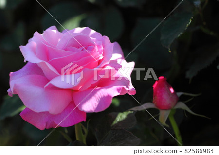 花的女王 82586983