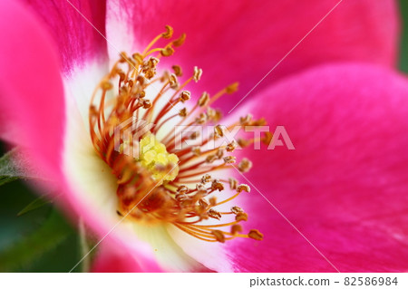 花的女王 花的女王 82586984