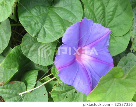藍紫色牽牛花花 藍紫色牽牛花花 82587336