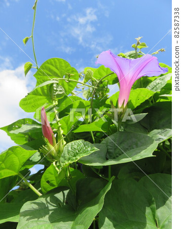藍紫色牽牛花花 藍紫色牽牛花花 82587338