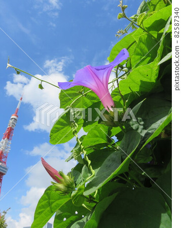 藍紫色牽牛花花 藍紫色牽牛花花 82587340