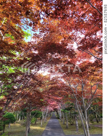 A row of maples at the Hiraoka Tree Art Center where the autumn leaves have begun 82587698