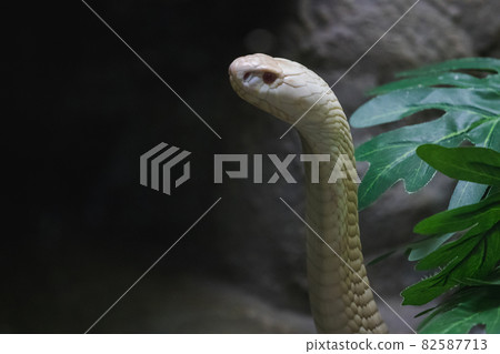 White albino cobra in the glass cabinet being an albino snake caused by mutation disorder causing recessive genes in heredity of that animal in an albino animal White albino cobra in the glass cabinet being an albino snake caused by mutation disorder causing recessive genes in heredity of that animal in an albino animal 82587713