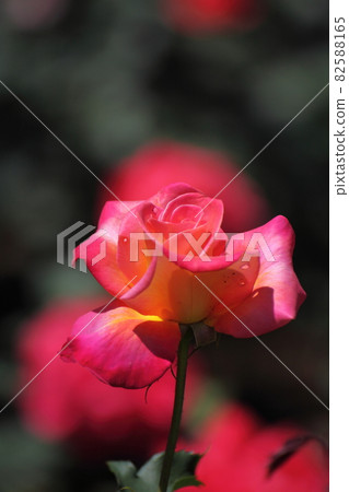 Queen of flowers Queen of flowers 82588165