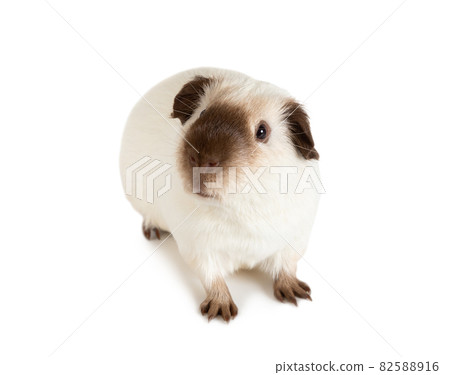 Lovely Guinea pig close-up 82588916