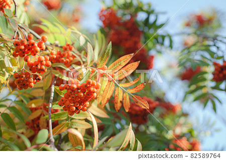Mountain rowan red ash branch berries on blurred green background. Autumn harvest still life scene. Soft focus backdrop photography. Copy space. 82589764