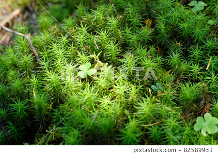 Clover and moss 82589931