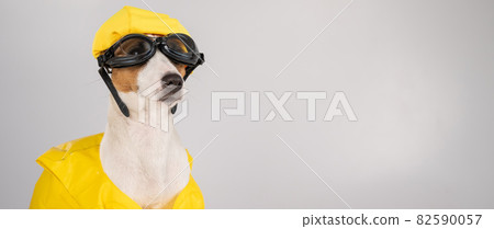 Portrait of jack russell terrier dog in life jacket with diving goggles and pool cap on white background. 82590057