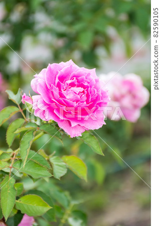 Blooming roses Blooming roses 82590105