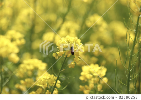 油菜花 油菜花 82590255