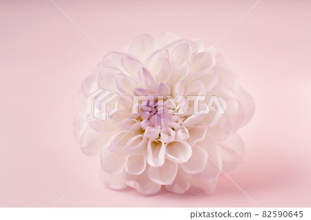 Trendy image of one white flower on trendy pink backgroundin closeup for decoration design. Minimal concept. Beautiful pink gift card with copy space. Trendy image of one white flower on trendy pink backgroundin closeup for decoration design. Minimal concept. Beautiful pink gift card with copy space. 82590645