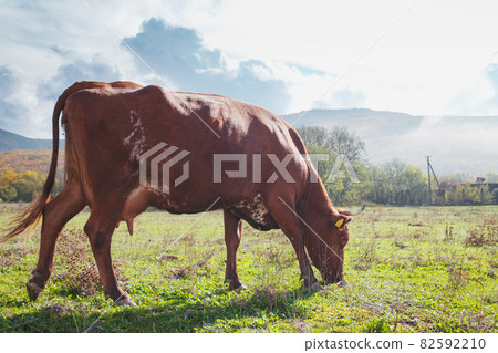 Herd of cows on a summer green field Herd of cows on a summer green field 82592210