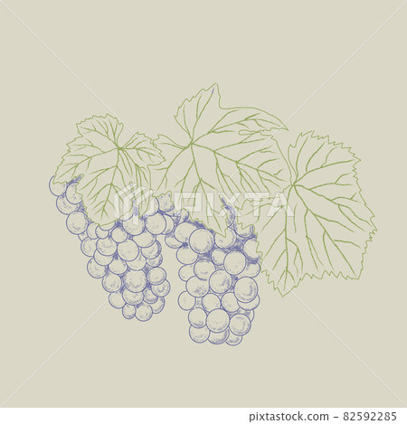 Vintage bunch of grapes. Vintage bunch of grapes. 82592285