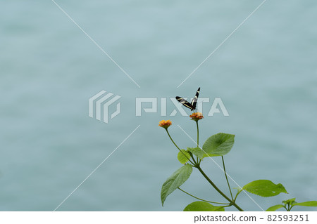 Monarch butterfly perched on a flower with the sea in the background 82593251