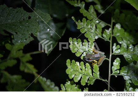 Red-eyed frog on fern leaves Red-eyed frog on fern leaves 82593252