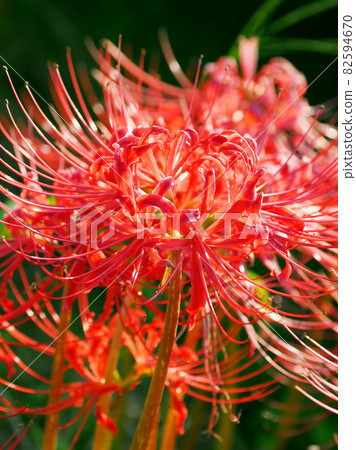 Cluster amaryllis (Licoris) 82594670