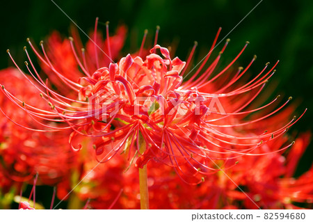 Cluster amaryllis (Licoris) 82594680