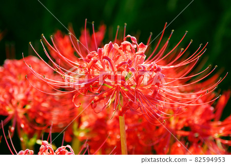 cluster amaryllis, cluster amarylli, red spider lily 82594953