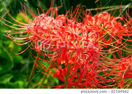 cluster amaryllis, cluster amarylli, red spider lily 82594982