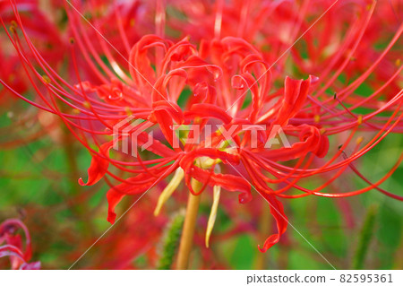 cluster amaryllis, cluster amarylli, red spider lily 82595361