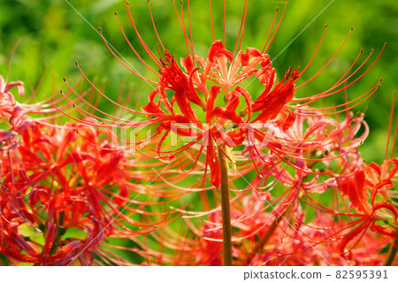cluster amaryllis, cluster amarylli, red spider lily 82595391
