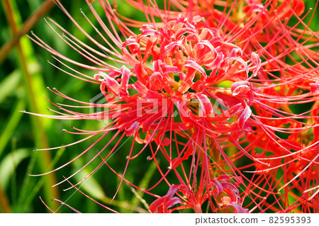 cluster amaryllis, cluster amarylli, red spider lily 82595393