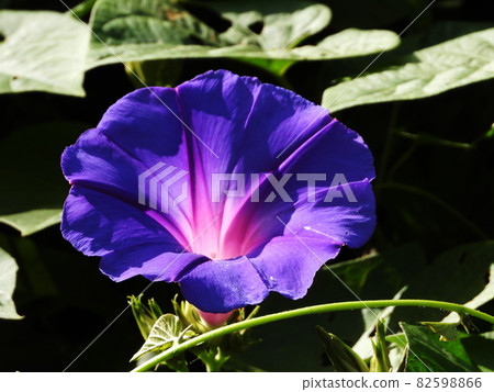 Asagao Japanese morning-glory Asagao Japanese morning-glory 82598866