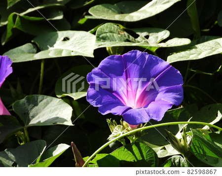 Asagao日本人的早晨榮耀 Asagao日本人的早晨榮耀 82598867