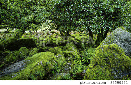Wistman's Wood - mystic oakwood on Dartmoor, Devon, United Kingdom Wistman's Wood - mystic oakwood on Dartmoor, Devon, United Kingdom 82599351