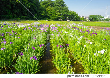 盛開鳶尾花的狹山丘陵北山公園 82599359