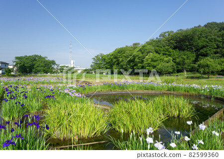 盛開鳶尾花的狹山丘陵北山公園 82599360