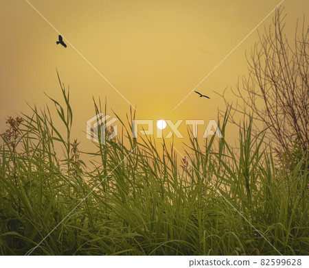 Soaring birds at sunrise over the July field 82599628