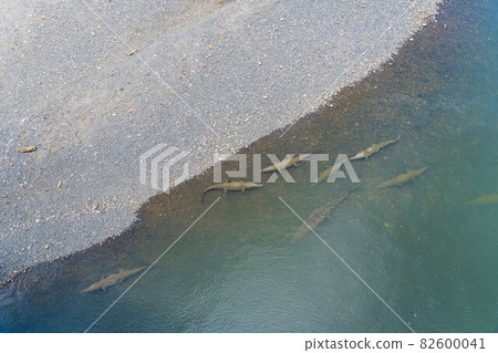 Aerial view of crocodiles on the bank of a river 82600041