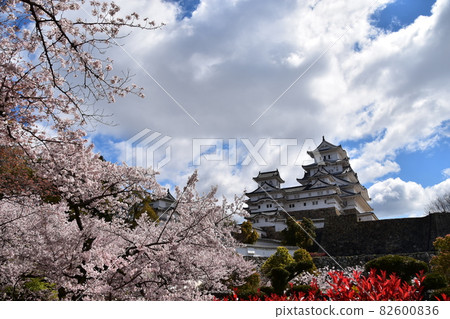 日本兵庫縣姬路市姬路城,世界遺產和國寶,春天的櫻花,藍天和宏偉的城堡塔 日本兵庫縣姬路市姬路城,世界遺產和國寶,春天的櫻花,藍天和宏偉的城堡塔 82600836