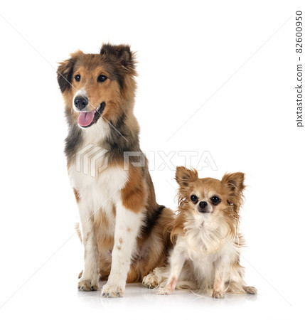 Shetland Sheepdog and chihuahua 82600950